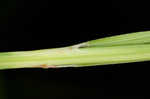 Cypress swamp sedge